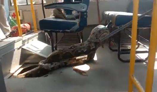 Evakuasi ular piton raksasa dari dalam bis sekolah.