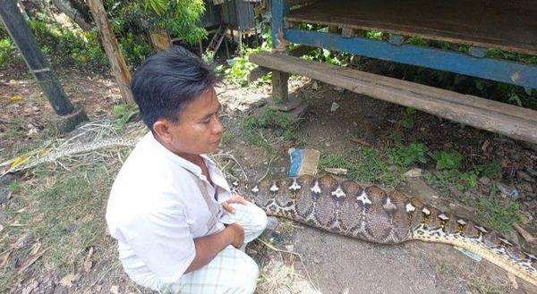 Penemuan ular piton 7 meter kekenyangan usai telan anak sapi di Sulawesi Selatan.