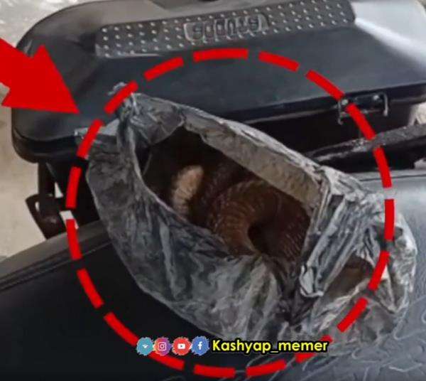 Pria digigit king kobra dua kali, tapi yang mati malah ularnya.