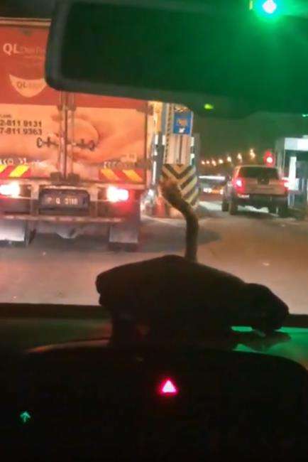 Ngeri, ular piton tiba-tiba muncul di kaca depan mobil.