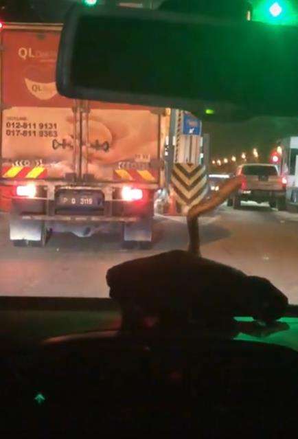 Ngeri, ular piton tiba-tiba muncul di kaca depan mobil.