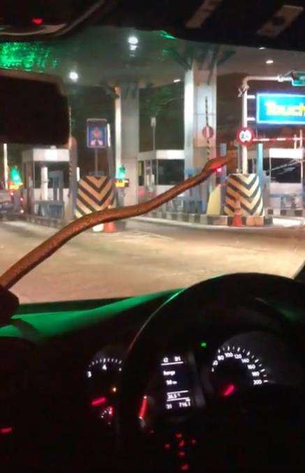 Ngeri, ular piton tiba-tiba muncul di kaca depan mobil.