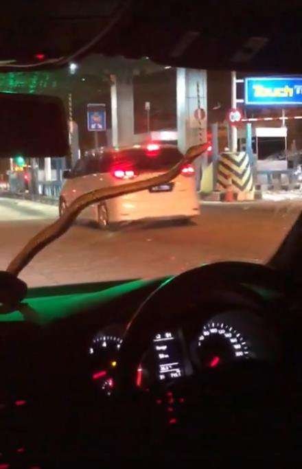 Ngeri, ular piton tiba-tiba muncul di kaca depan mobil.