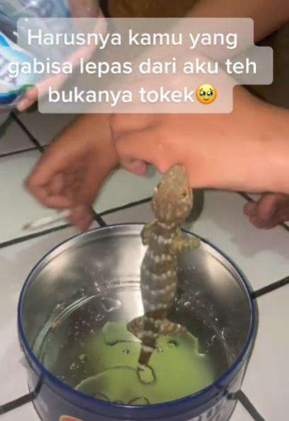 Dua pria lepaskan gigitan tokek bikin gemas dan ngakak.