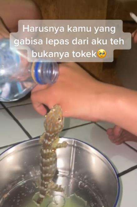 Dua pria lepaskan gigitan tokek bikin gemas dan ngakak.
