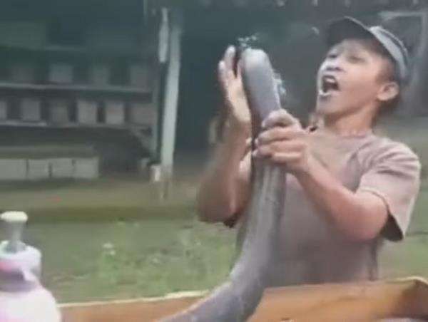 Pawang di Trenggalek tewas usai digigit ular kobra peliharaannya.