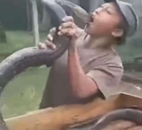 Pawang di Trenggalek tewas usai digigit ular kobra peliharaannya.