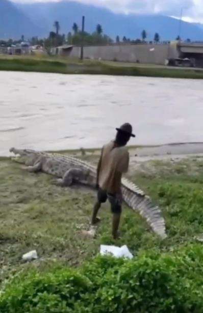 Aksi konyol pria hampir dicaplok buaya.