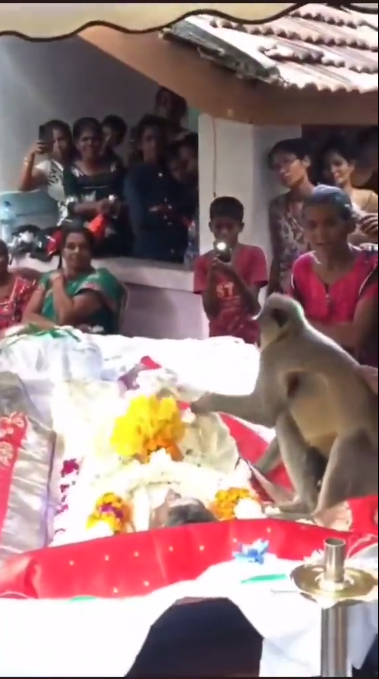 Viral Momen Sedih Monyet Berpisah dengan Majikan, Usap dan Cium Wajah Jenazah