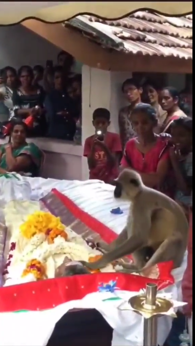 Viral Momen Sedih Monyet Berpisah dengan Majikan, Usap dan Cium Wajah Jenazah