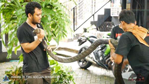 Panji Petualang coba jinakkan ular king kobra Trenggalek yang tewaskan pawangnya.