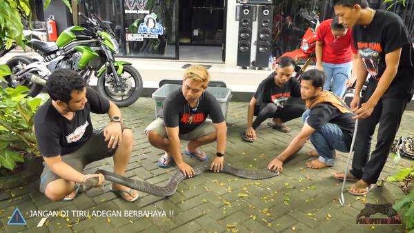 Panji Petualang coba jinakkan ular king kobra Trenggalek yang tewaskan pawangnya.
