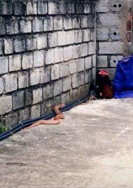 Induk ayam vs ular kobra.