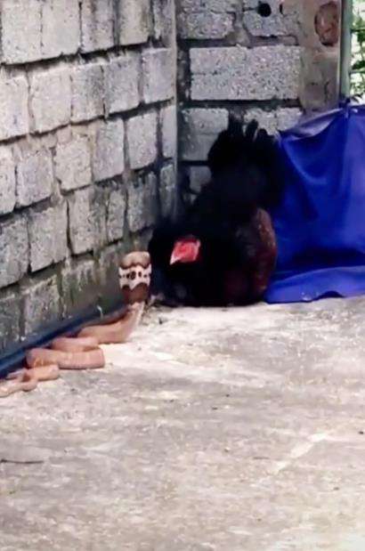Induk ayam vs ular kobra.