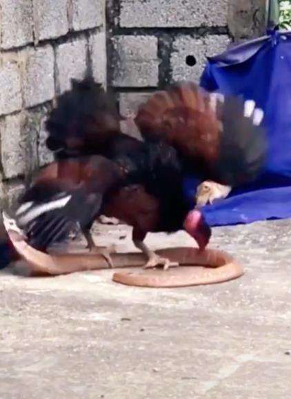 Induk ayam vs ular kobra.