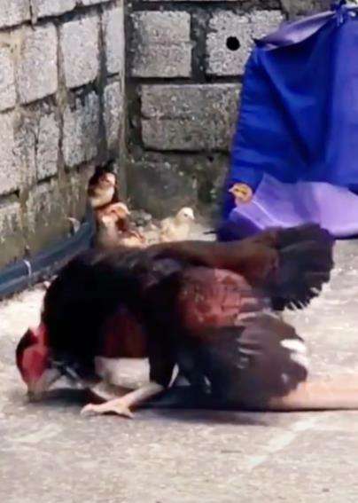 Induk ayam vs ular kobra.