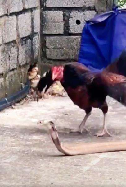 Induk ayam vs ular kobra.