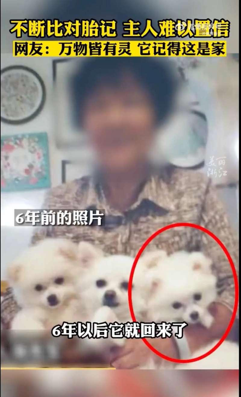 anjing dan zheng