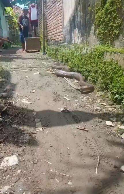 Viral penampakan ular king kobra raksasa merayap depan rumah sambil bawa mangsa.