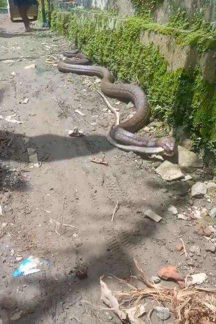 Viral penampakan ular king kobra raksasa merayap depan rumah sambil bawa mangsa.