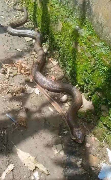 Viral penampakan ular king kobra raksasa merayap depan rumah sambil bawa mangsa.