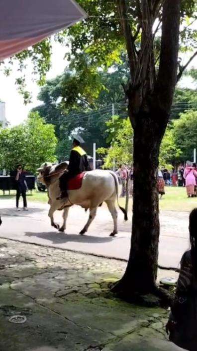 Viral, mahasiswa datang ke kampus untuk wisuda naik sapi.