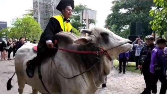 Viral, mahasiswa datang ke kampus untuk wisuda naik sapi.
