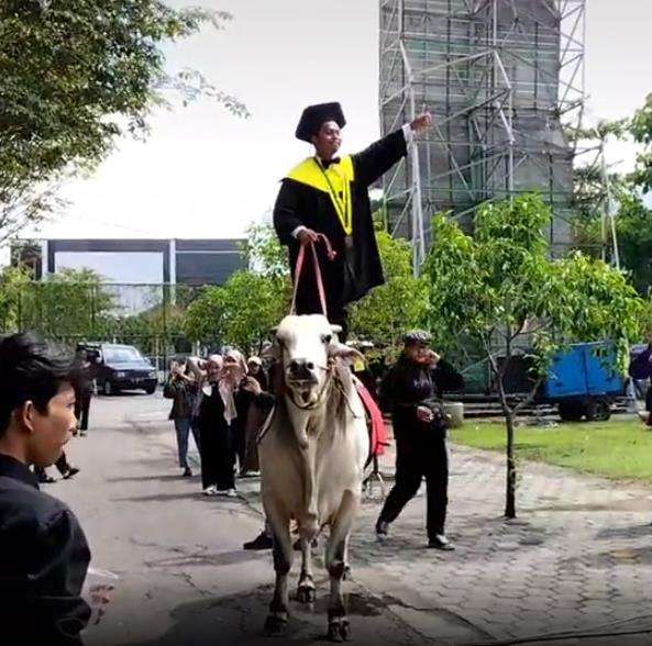 Viral, mahasiswa datang ke kampus untuk wisuda naik sapi.