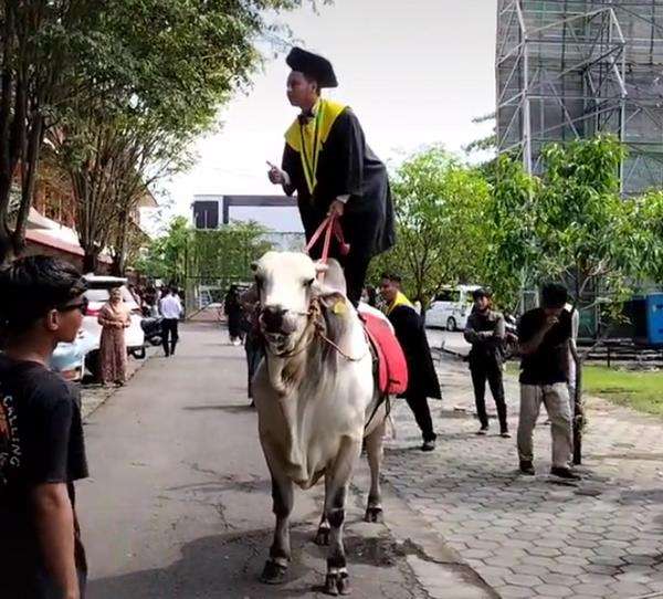 Viral, mahasiswa datang ke kampus untuk wisuda naik sapi.