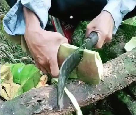 Petai Raksasa Petai Raksasa