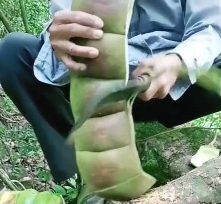 Petai raksasa Petai raksasa