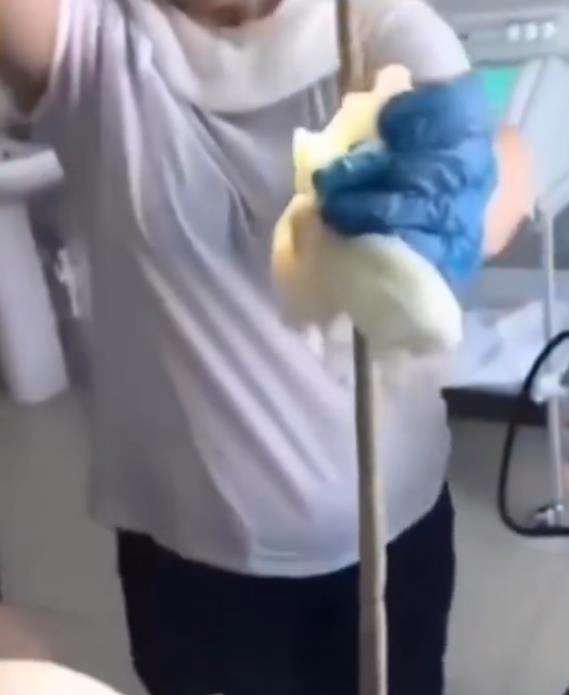 Proses pengeluaran ular 1,2 meter dari dalam tubuh pasien.