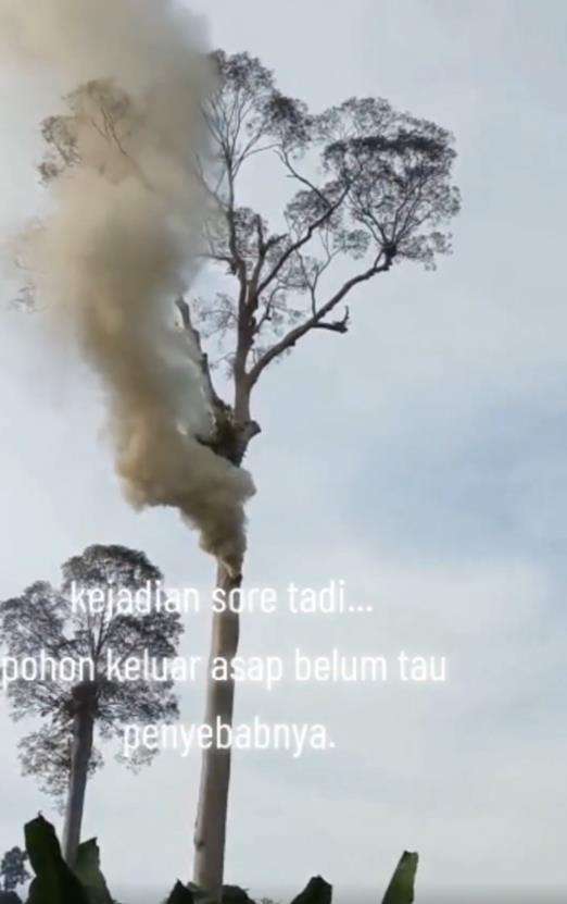Fenomena aneh pohon keluarkan asap tebal tapi sekitar tak terbakar.