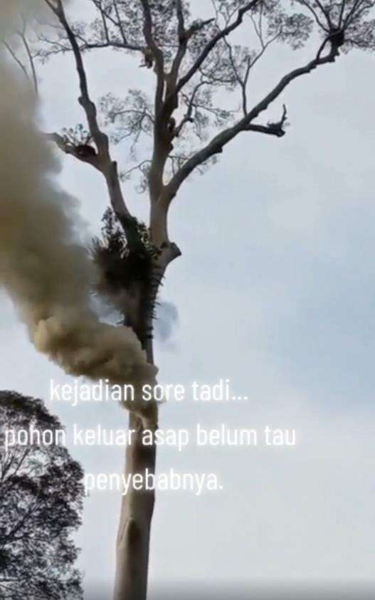 Fenomena aneh pohon keluarkan asap tebal tapi sekitar tak terbakar.