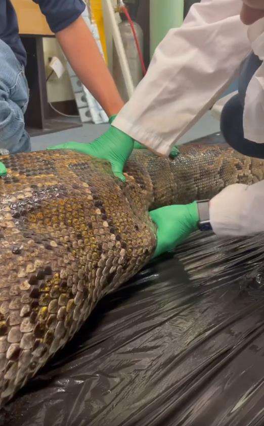 Video ular Piton Burma telah buaya 1,5 meter bulat-bulat.