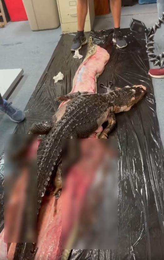 Video ular Piton Burma telah buaya 1,5 meter bulat-bulat.