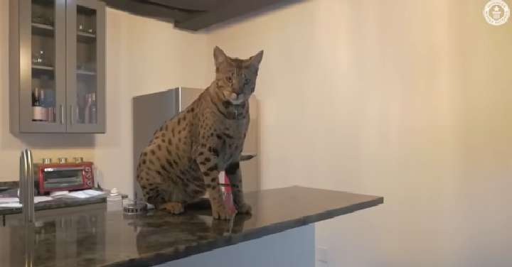 Kucing tertinggi di dunia