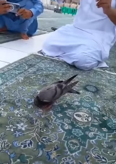 Viral Video Burung Merpati Sujud Bareng Jemaah Umrah