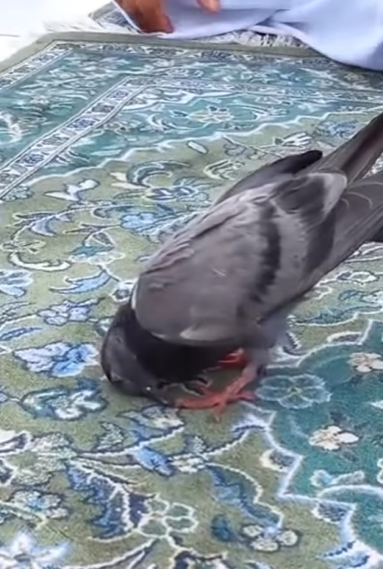 Viral Video Burung Merpati Sujud Bareng Jemaah Umrah
