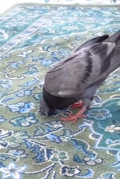 Viral Video Burung Merpati Sujud Bareng Jemaah Umrah