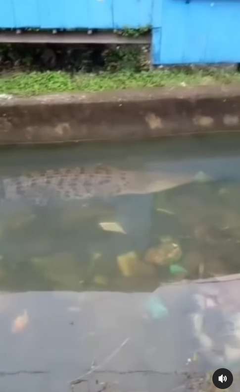 Buaya