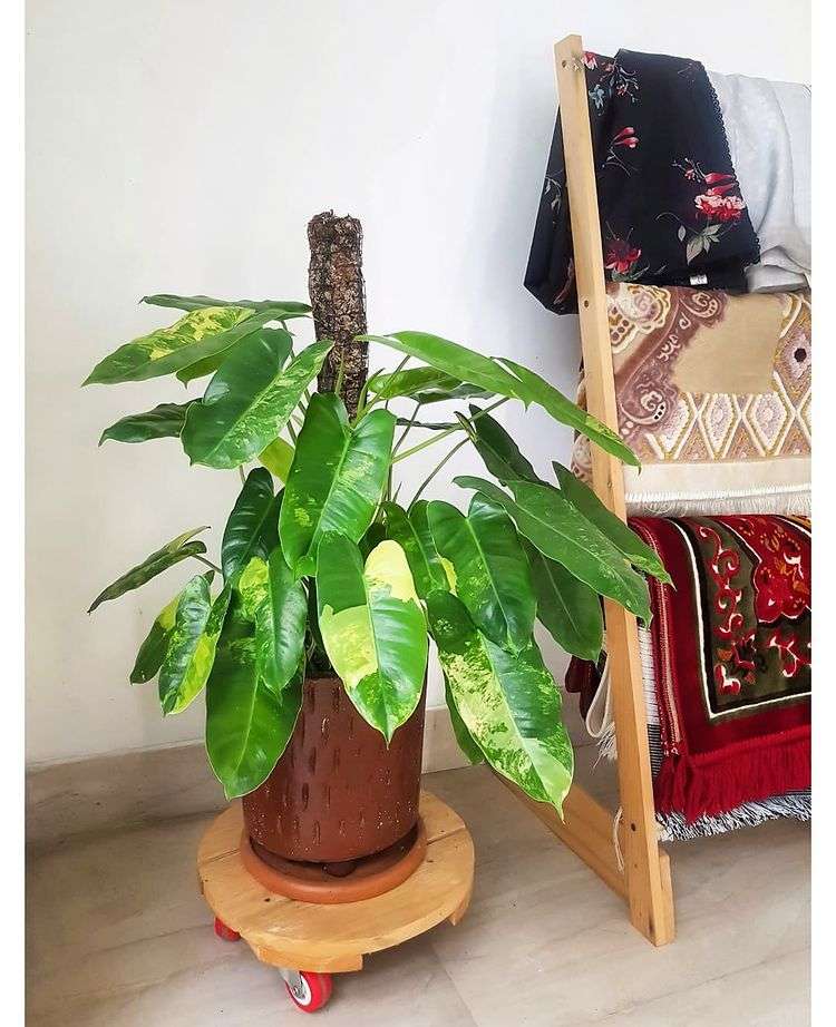Musala