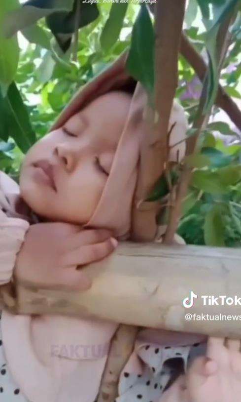 Viral gadis cilik manjat pohon malah ketiduran.