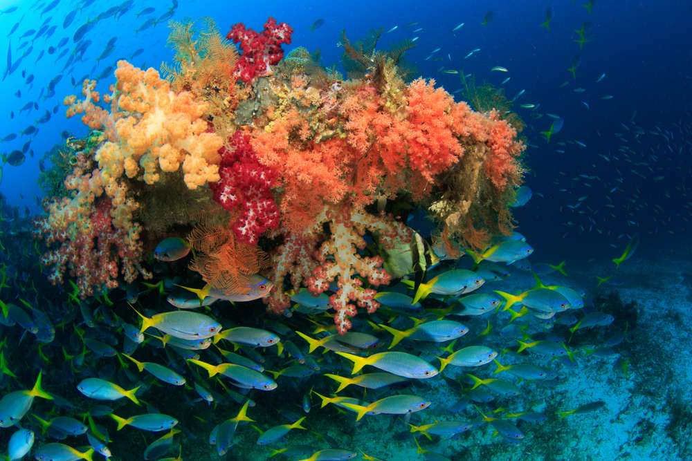raja ampat