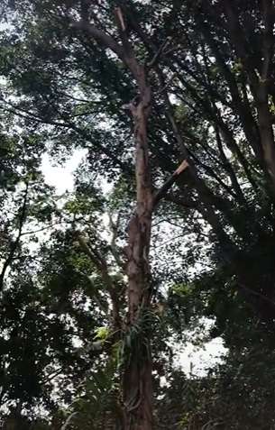 Rumah Ki Joko Bodo dari Tiktok