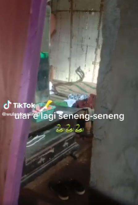 Ular kawin di atas ranjang.