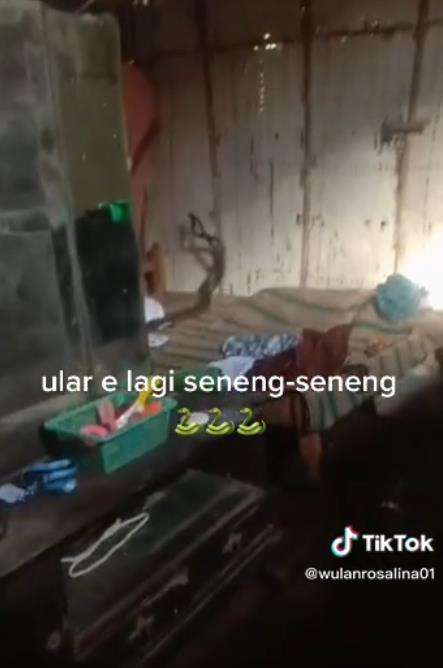 Ular kawin di atas ranjang.