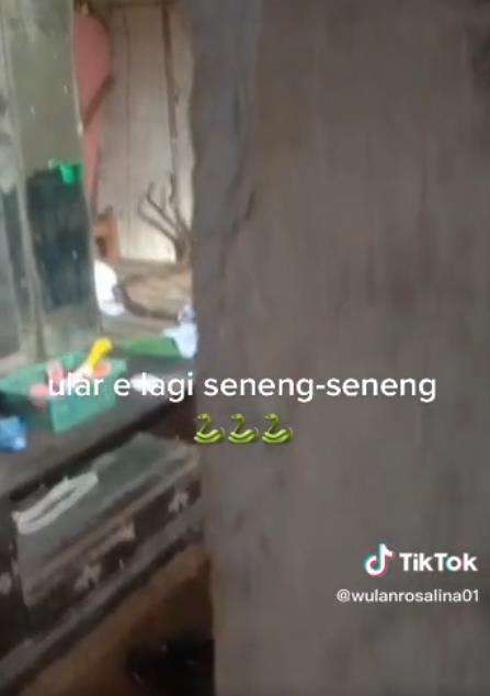 Ular kawin di atas ranjang.