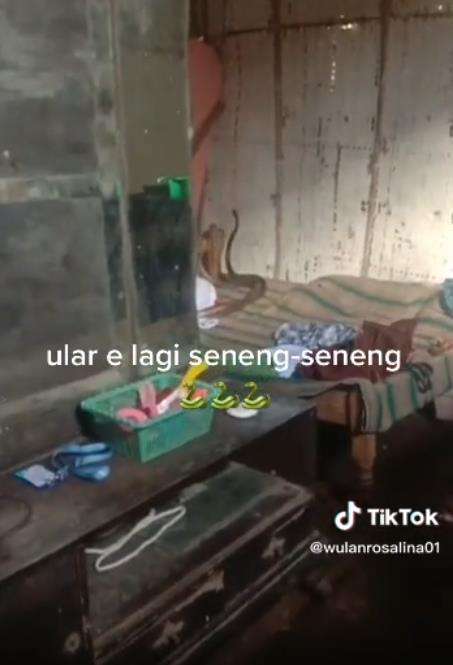 Ular kawin di atas ranjang.