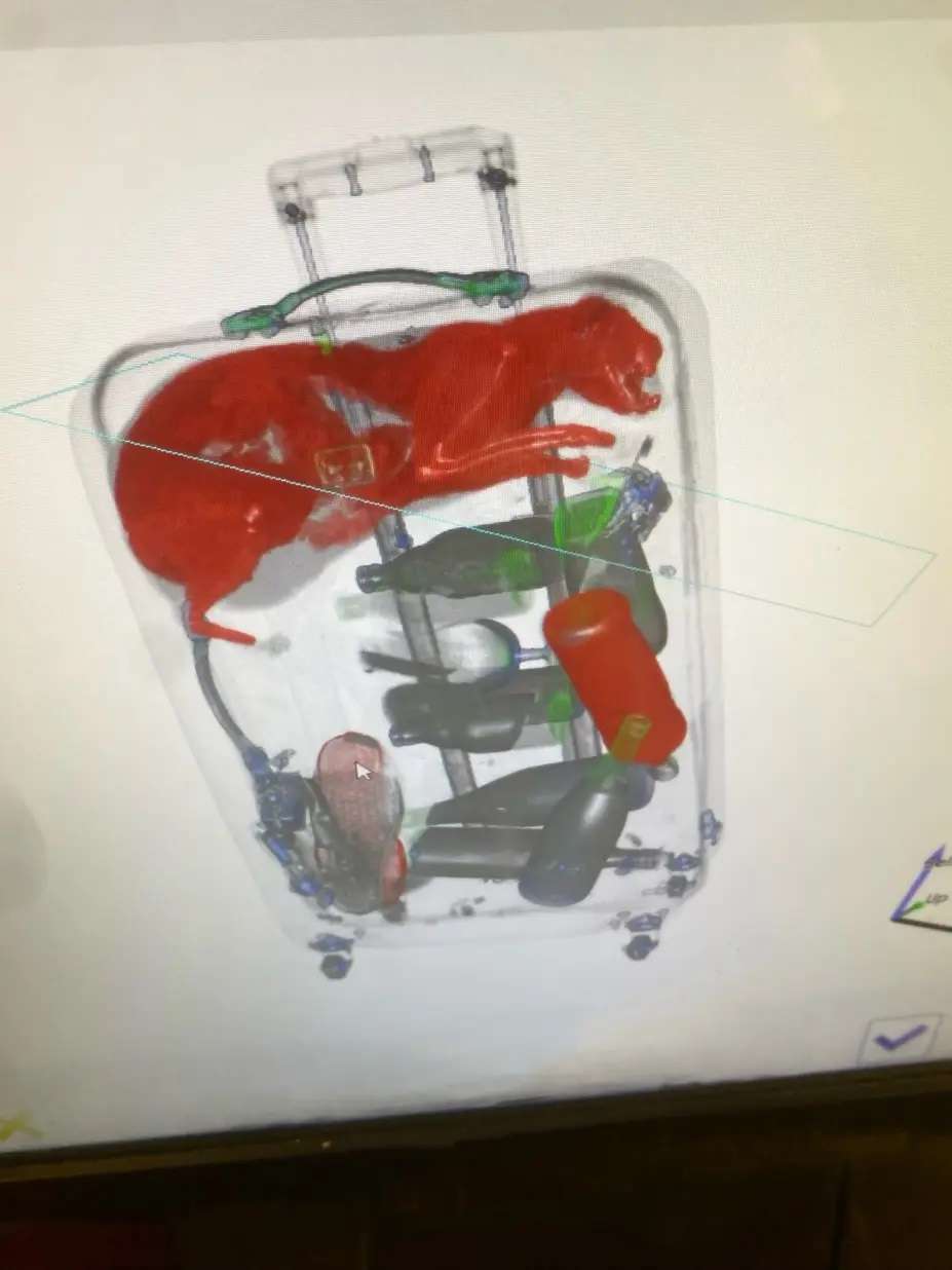 Viral Kucing Oyen Masuk Koper, Satu Bandara Heboh